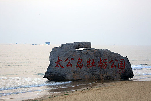 山东省日照市,清晨的海边海鸥云集,市民拍照打卡乐在其中