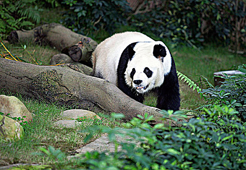 大熊猫,栖息地,海洋公园,香港