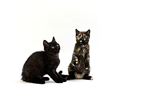 黑色,英国短毛猫,小猫