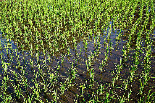 稻田,兰卡威,马来西亚,亚洲