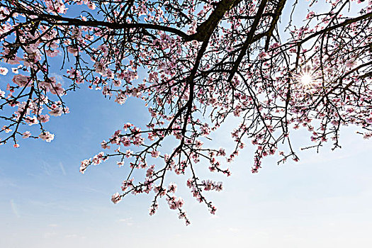 杏树,枝条,蓝天,太阳,莱茵兰-巴拉丁州,德国