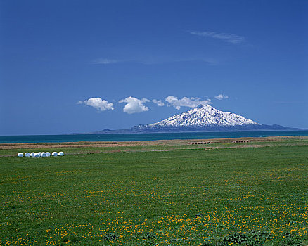 荒野,野花