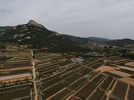 山东省日照市,万亩茶园染绿乡村大地,茶产业助农民致富