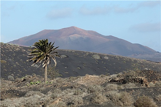 特色,兰索罗特岛,风景,火山岩,棕榈树,火山