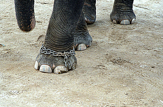 脚,俘获,大象,特写,清迈,泰国,亚洲