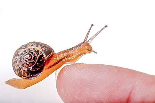 蜗牛趴在手指上