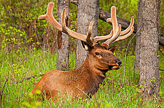麋鹿,鹿属,休息,土地,弓形谷,大路,班芙国家公园,艾伯塔省,加拿大