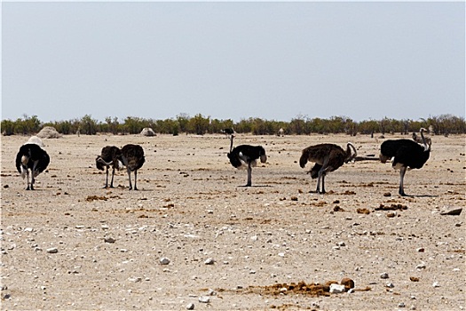 鸵鸟,鸵鸟属,骆驼,纳米比亚