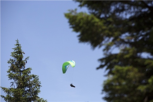 绿色,滑翔伞,树