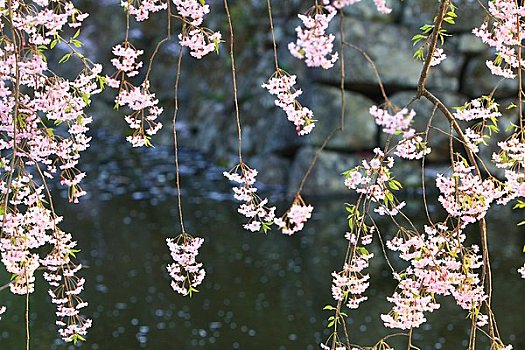 樱花,护城河