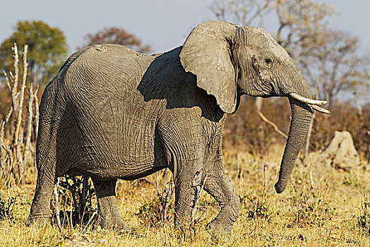非洲象,怀孕,母牛,边缘,萨维提,湿地,乔贝国家公园,博茨瓦纳,非洲