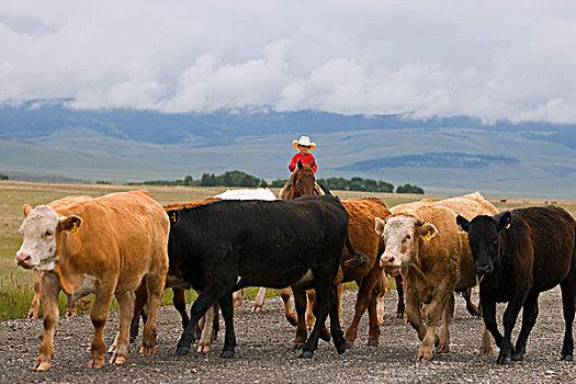 牛仔,放牧,牛,南方,艾伯塔省,加拿大