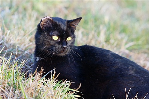 黑猫,卧,草丛