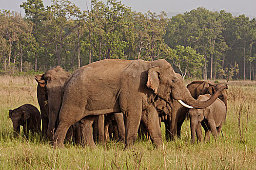 牧群,印度,亚洲象,国家公园