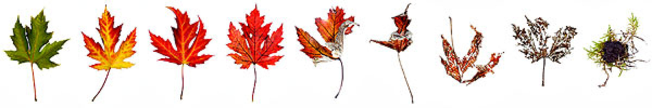 枫树,叶子,秋天,不同,彩色,多样,腐化