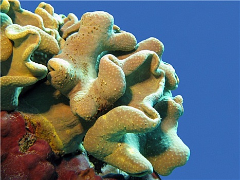 软珊瑚,隔绝,蓝色背景,水,仰视,热带,海洋
