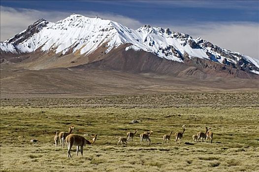 放牧,正面,火山,拉乌卡国家公园,智利