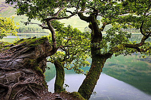 树,上方,湖,湖区,坎布里亚,英格兰
