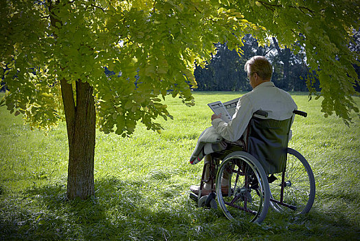 老人,坐,读,书本,轮椅,落叶树,哈根,下萨克森,德国,欧洲