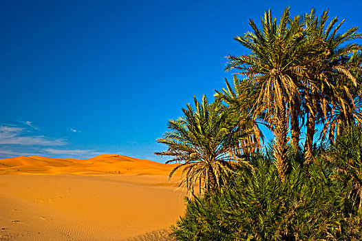 手掌,沙子,沙丘,却比沙丘,撒哈拉沙漠,南方,摩洛哥,非洲