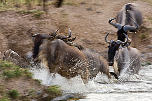 角马,河流,安波塞利国家公园,肯尼亚