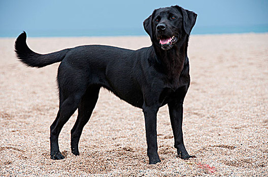 黑色拉布拉多犬,海滩