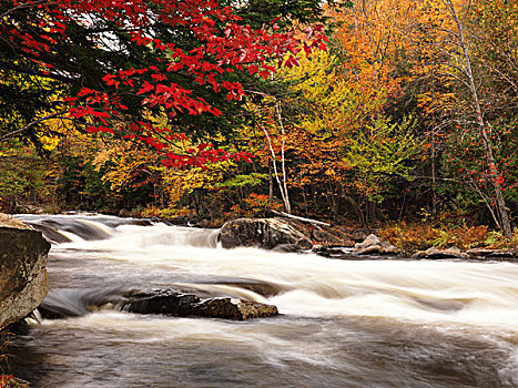 河,急流,秋天,阿尔冈金,安大略省,加拿大,北美