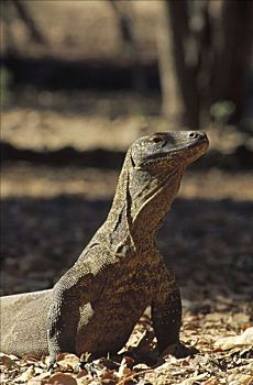 科摩多巨蜥,科摩多龙,幼小,暸望,强势,成年,科莫多岛,印度尼西亚