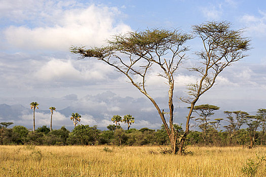 树,地点,山谷,国家公园,乌干达