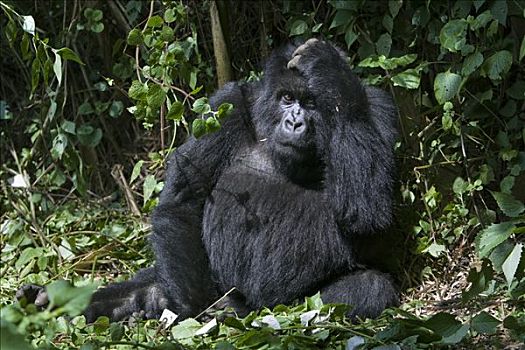 山地大猩猩,大猩猩,女性,挠头,国家,卢旺达