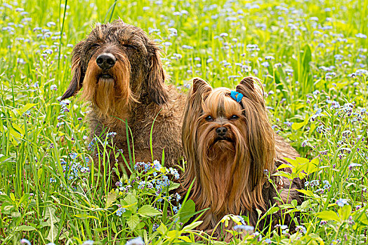 约克郡犬,达克斯猎狗,坐,中间,勿忘我,花,春天,场景