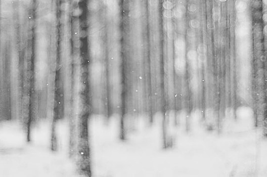 模糊,图像,落下,雪,树干,树林