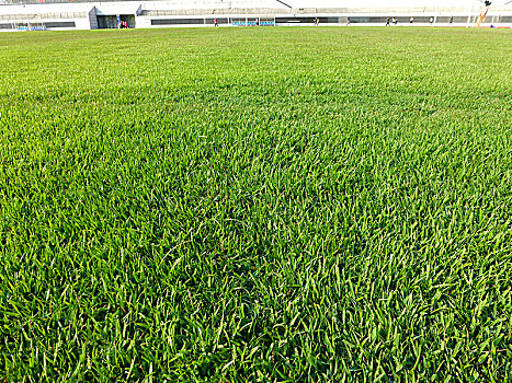 足球场草坪景观