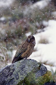 食肉鹦鹉,啄羊鹦鹉,栖息,岩石上,雪中,风暴,福克斯冰川,西区国家公园,新西兰