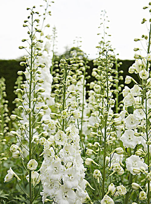 白色,飞燕草,花