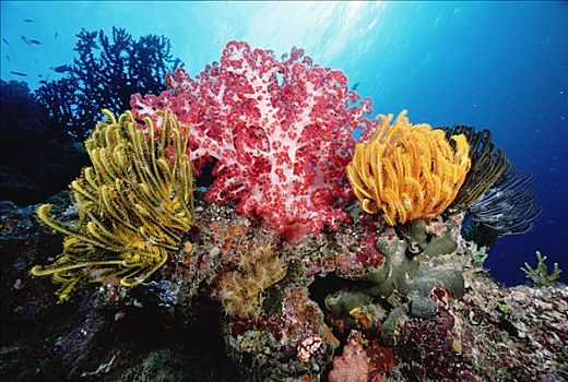 粉色,软珊瑚,黄色,毛头星,脚,深,所罗门群岛