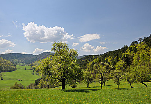 农场,山谷,下奥地利州,欧洲