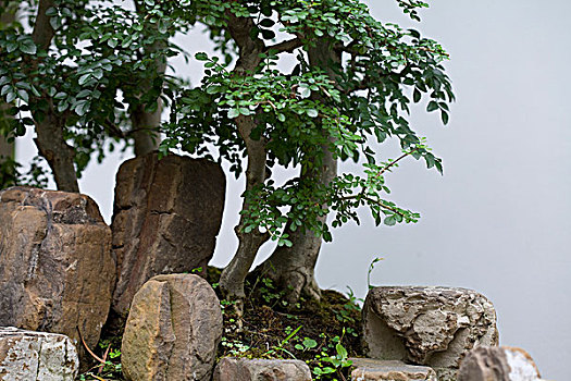 中国川派盆景