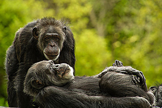 黑猩猩,旧金山,动物园,加利福尼亚,美国