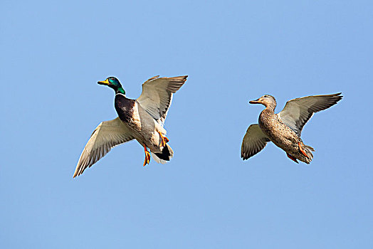 野鸭,绿头鸭,情侣,降落