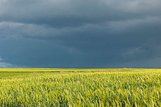 麦田,大麦芽,暗色,灰色天空,图林根州,德国,欧洲