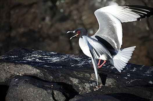 海鸥,燕尾鸥,加拉帕戈斯群岛,厄瓜多尔,南美