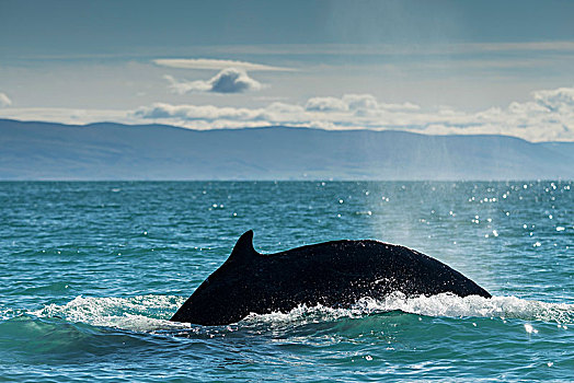 驼背鲸,大翅鲸属,鲸鱼,冰岛,欧洲