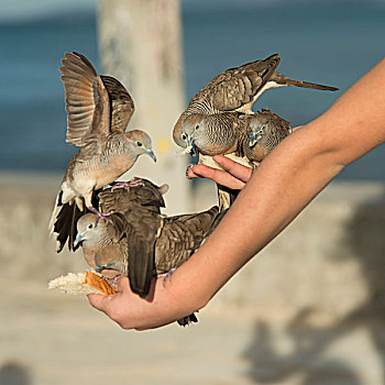 鸽子,喂食,一个人,手,怀基基海滩,钻石海岬,檀香山,瓦胡岛,夏威夷,美国