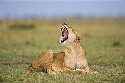 狮子,哈欠,雌狮,国家公园,肯尼亚,东非