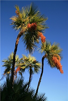 棕榈树,佛罗里达