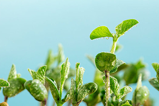 翠绿茁壮的嫩芽