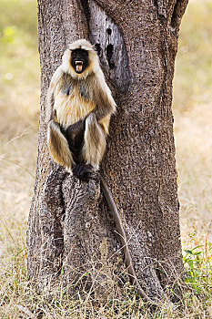 猴子,班德哈维夫国家公园,中央邦,印度