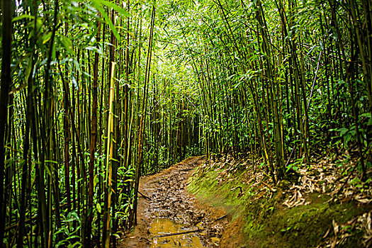 竹子,小路,秋天,檀香山,夏威夷,美国