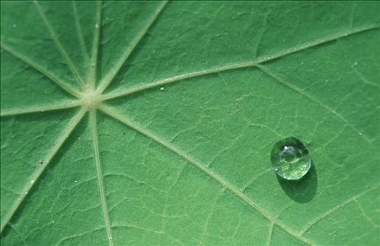 水滴,旱金莲,叶子,金莲花属植物